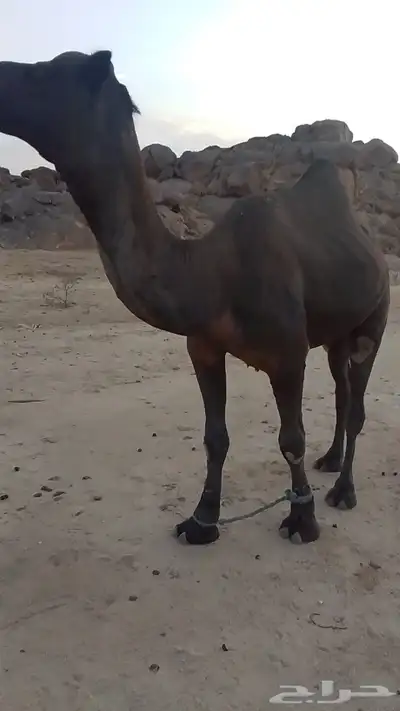 بعير مجهم 1