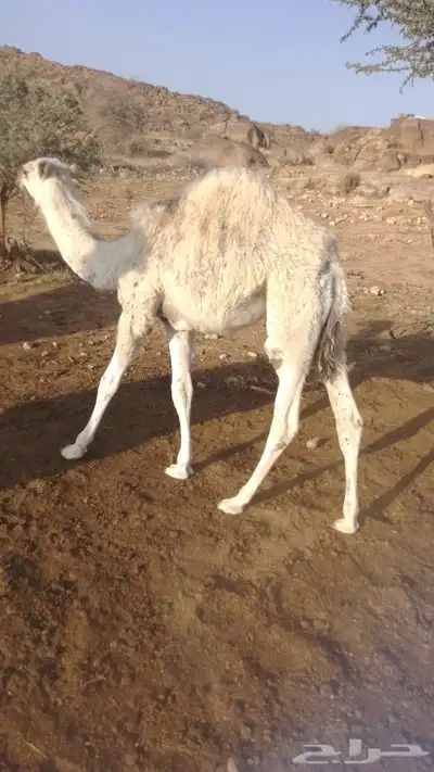 قعودين وبكره 2