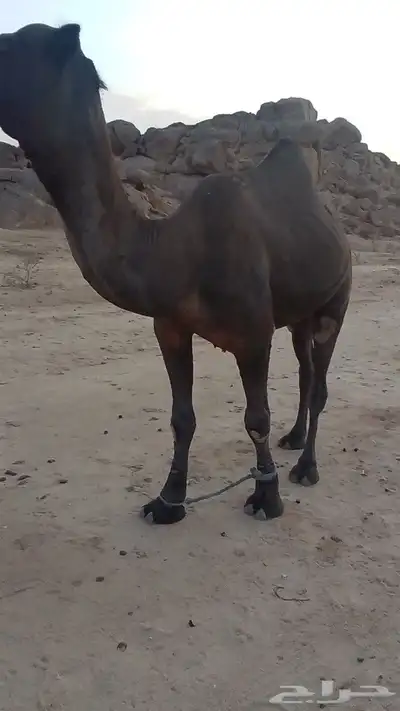بعير مجهم 2
