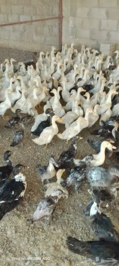 دواجن دجاج  بط  دجاج لاحم 6
