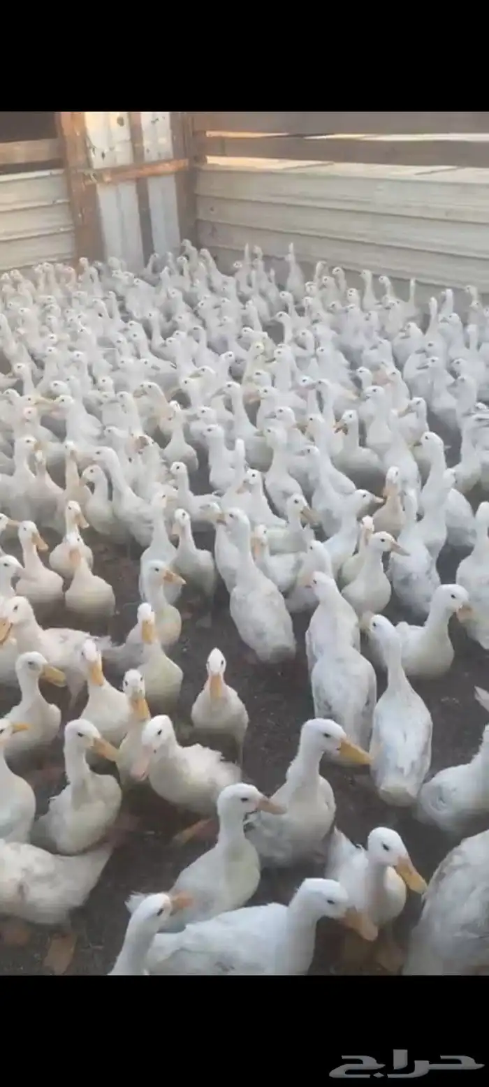 بط بكيني سمان شحم ماشاءالله تبارك الله العمر 3 شهور و4 شهور 1