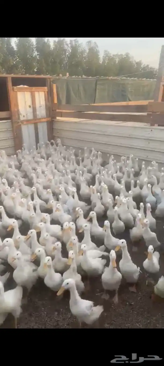 بط بكيني سمان شحم ماشاءالله تبارك الله العمر 3 شهور و4 شهور 0