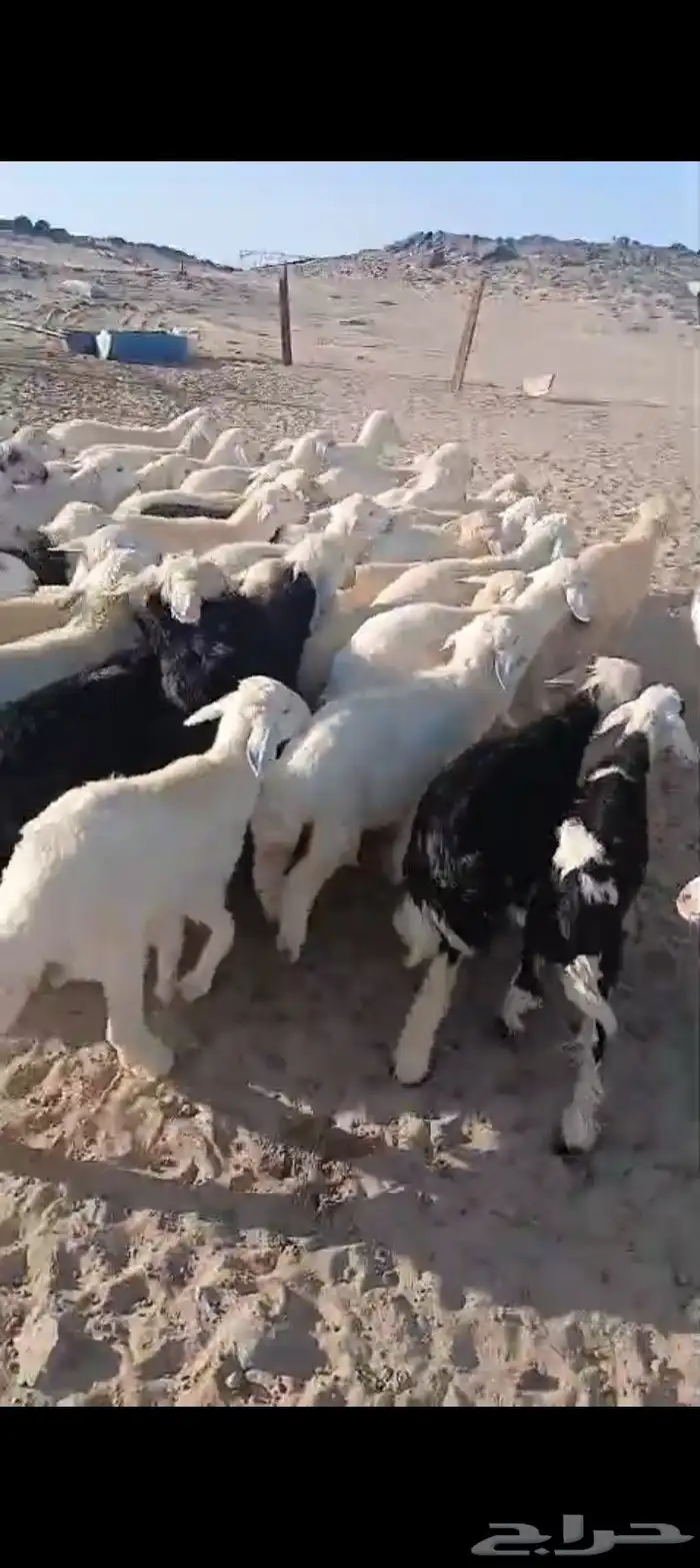 طليان ورخال 52 3