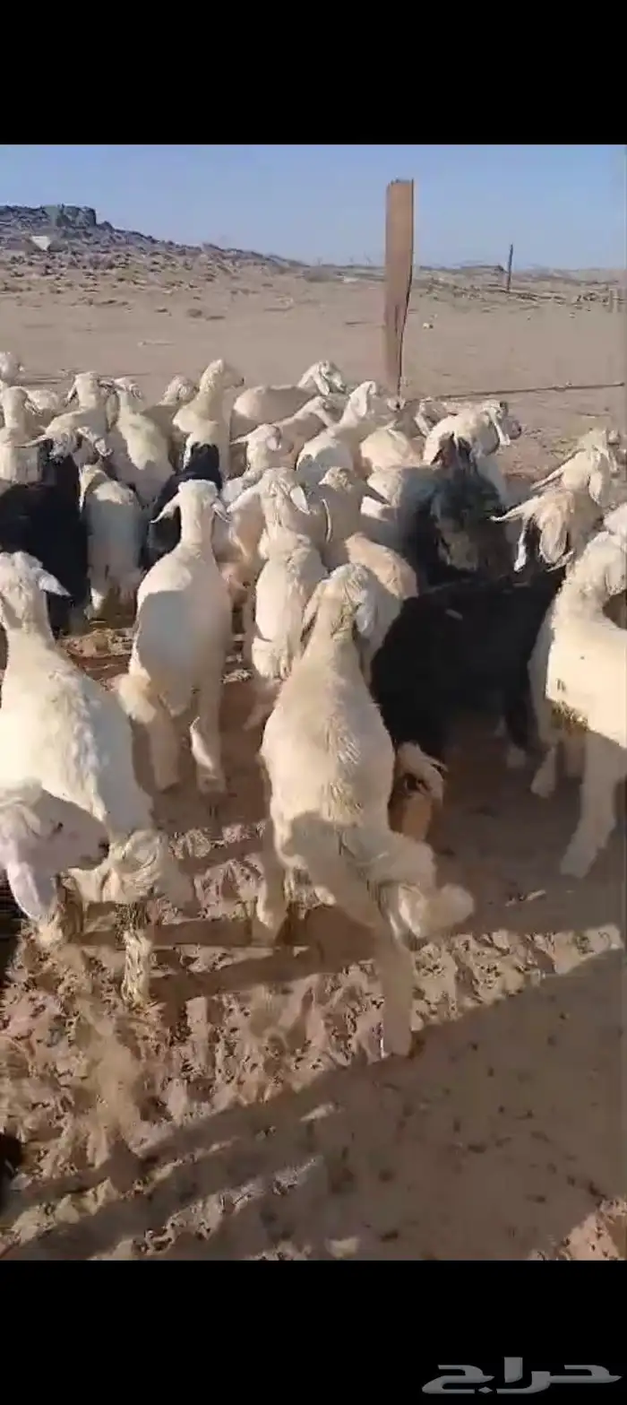 طليان ورخال 52 1
