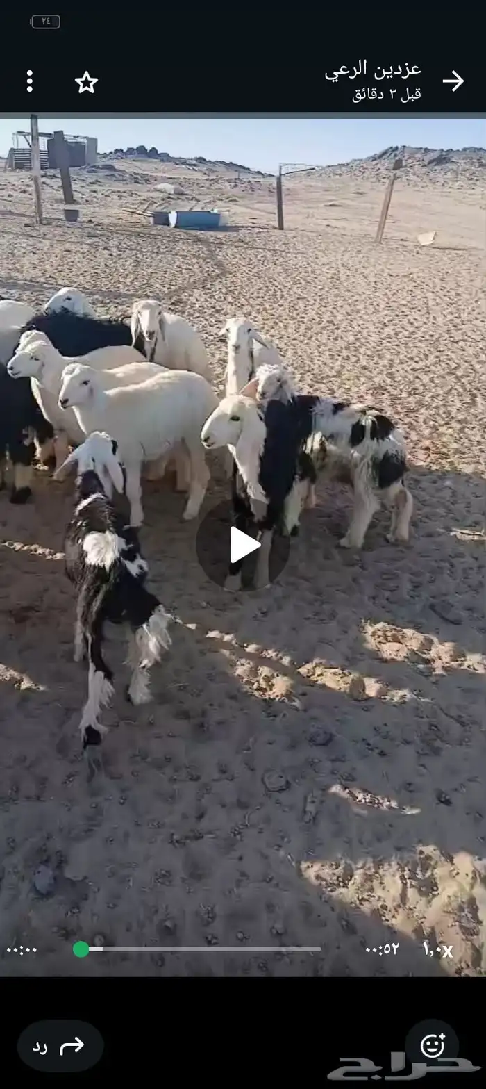طليان ورخال 52 5
