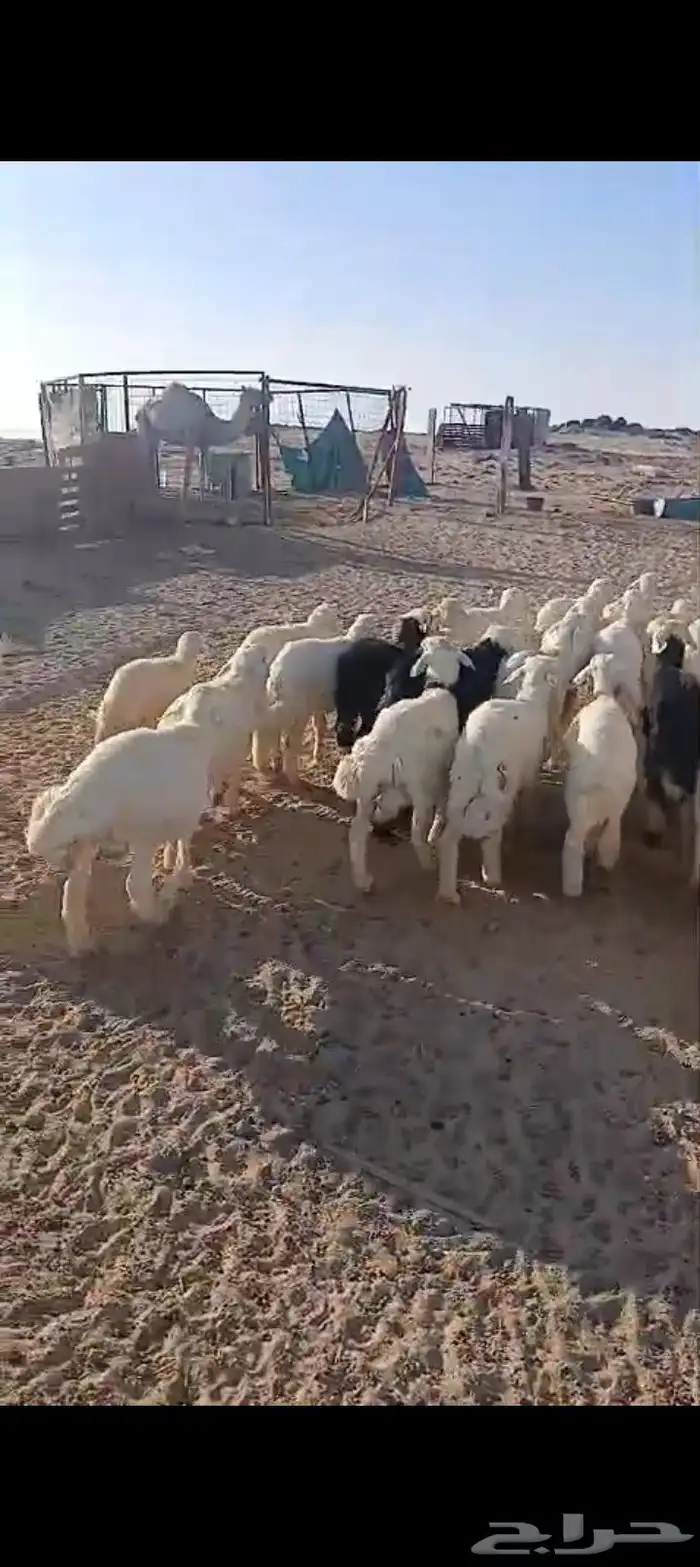 طليان ورخال 52 6