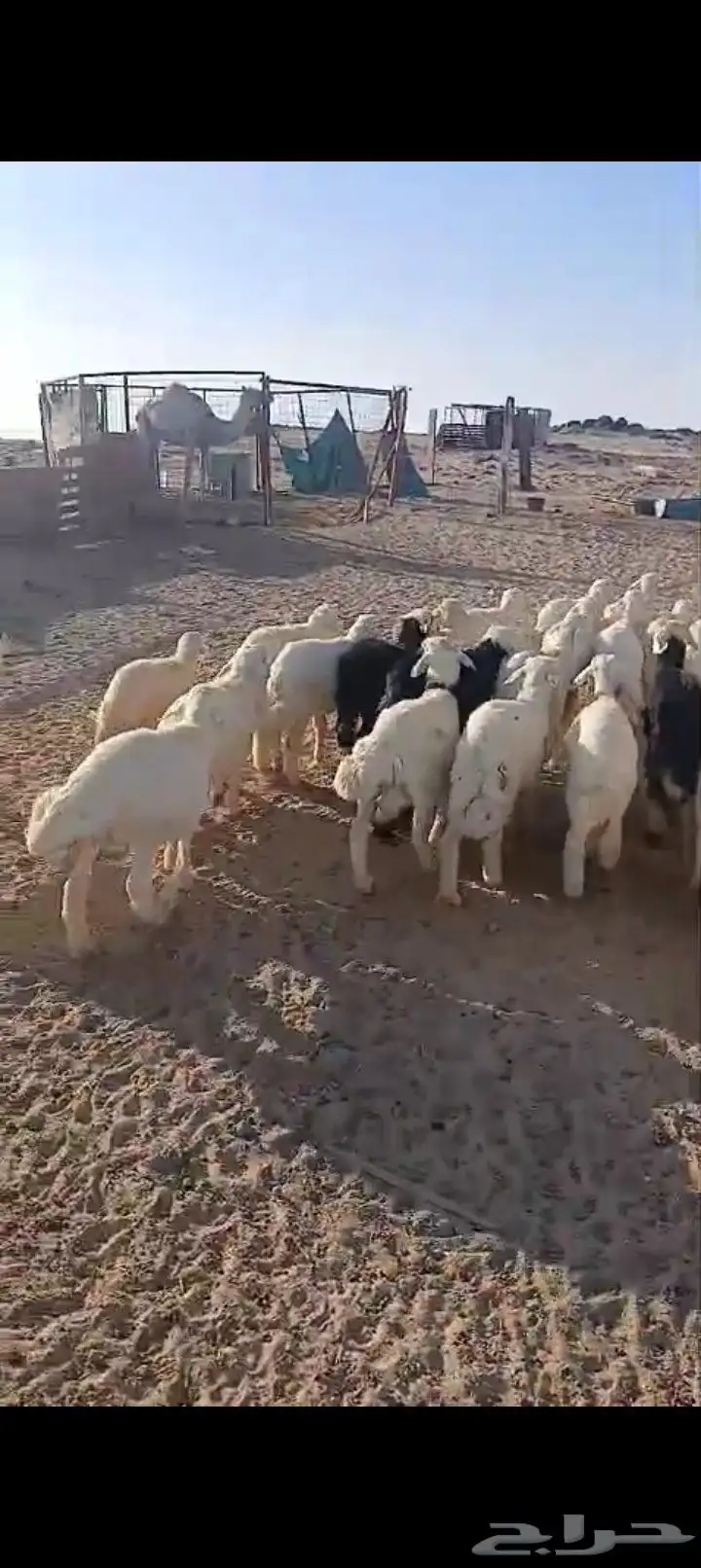 طليان ورخال 52 6