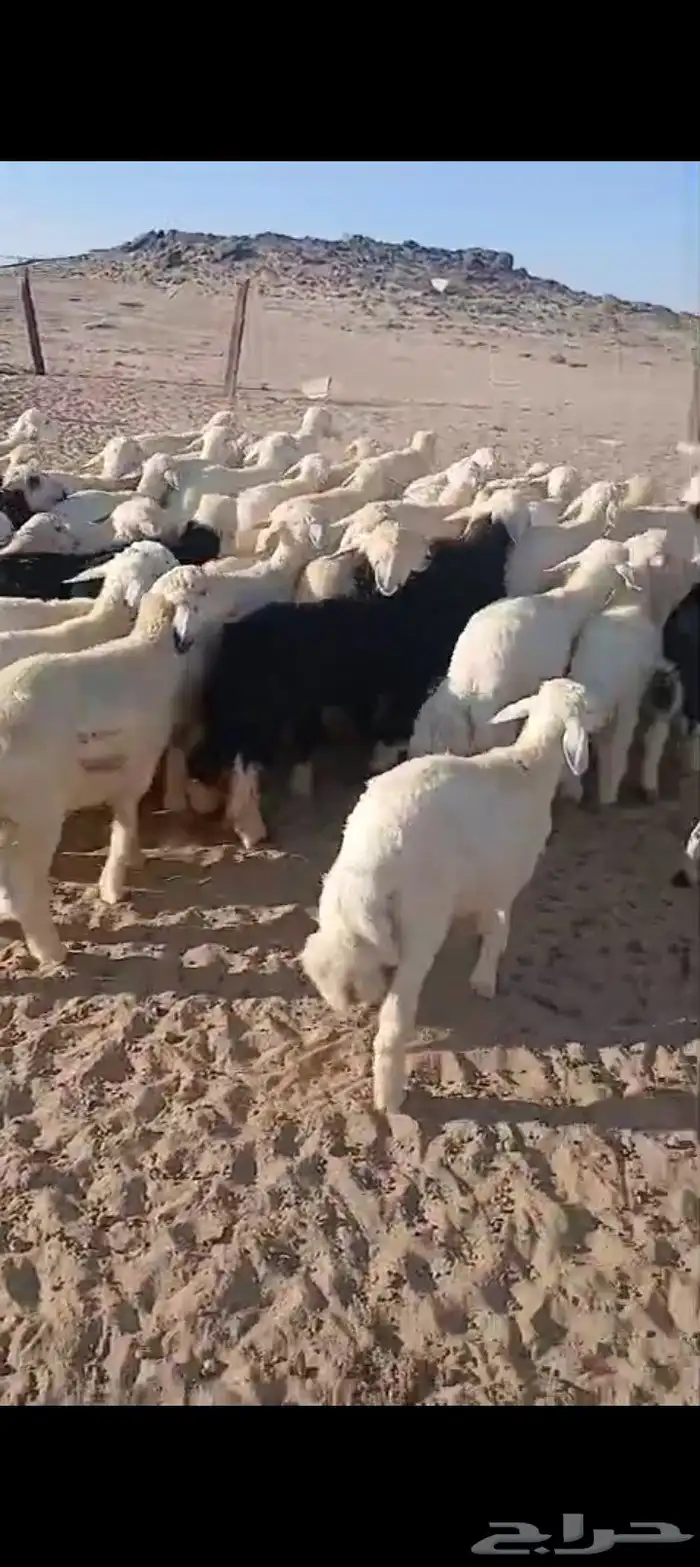 طليان ورخال 52 4