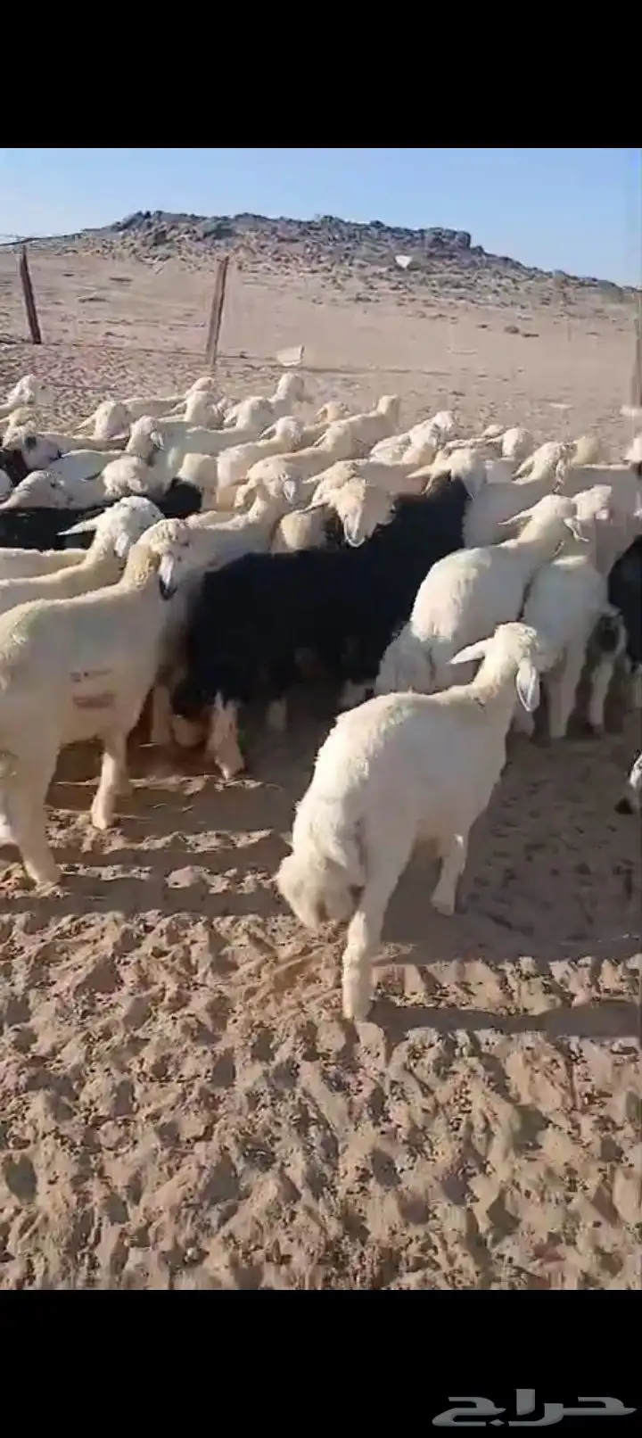 طليان ورخال 52 4