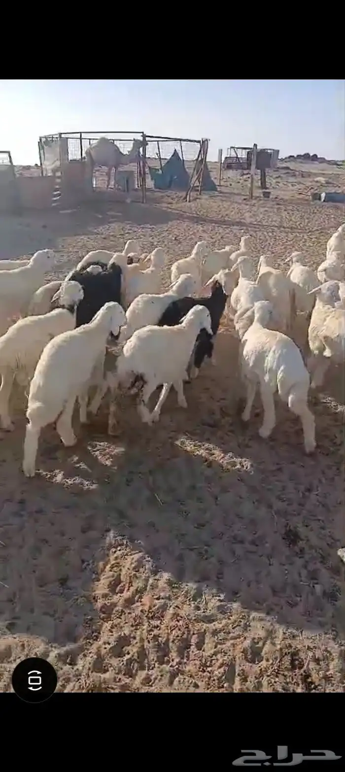 طليان ورخال 52 8