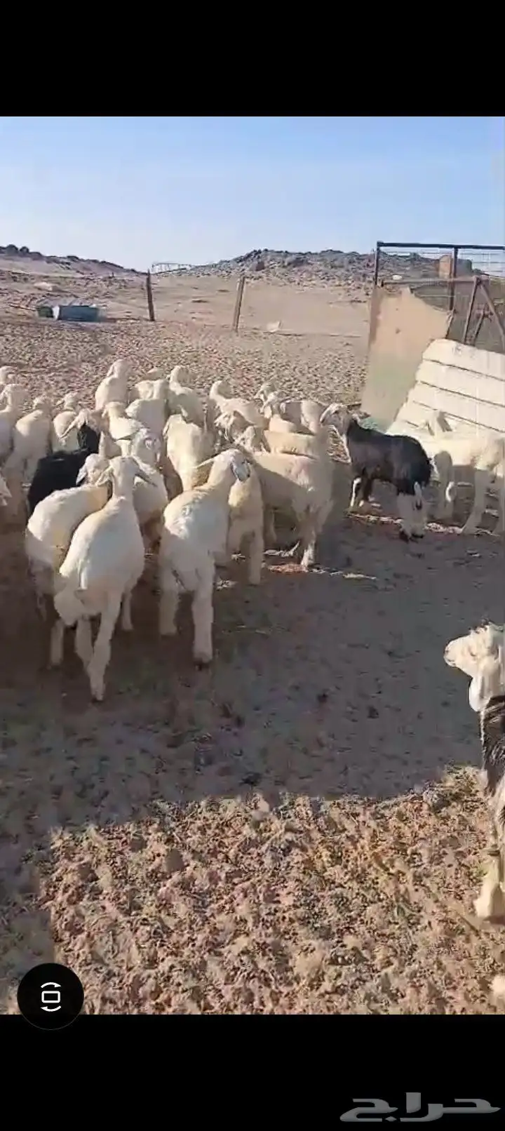 طليان ورخال 52 7