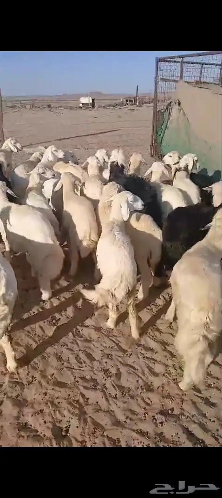 طليان ورخال 52 0
