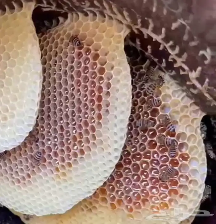 يوجد عسل طلحه رقم واحد 2