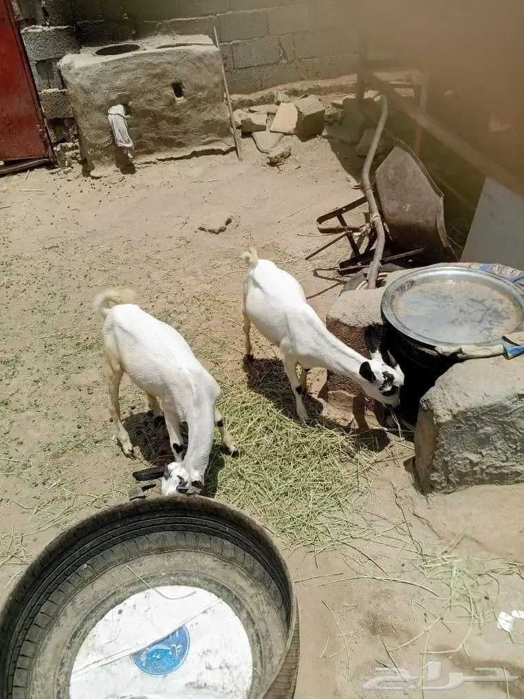تويوتا 2