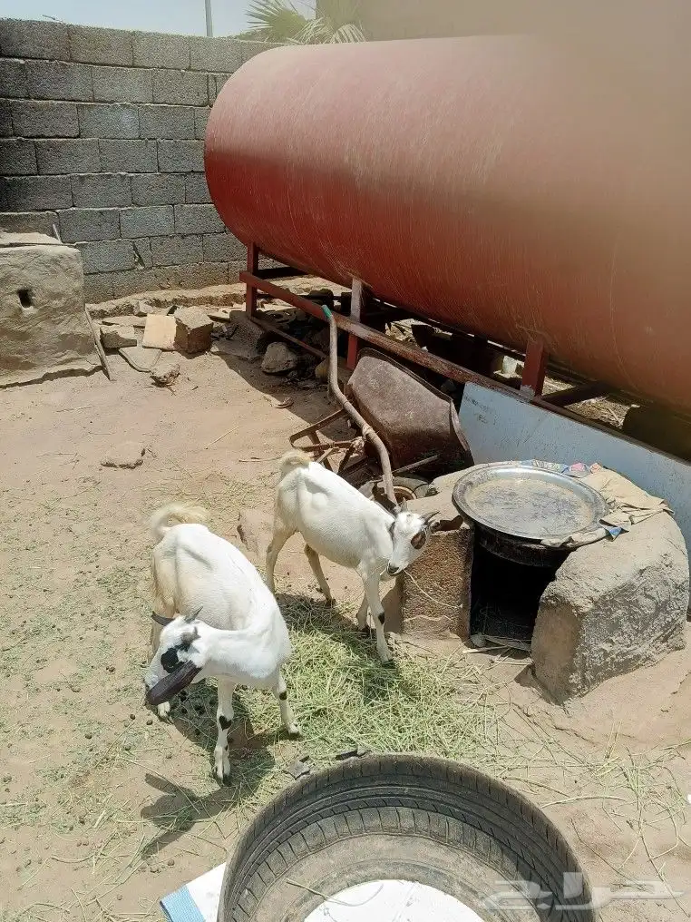 تويوتا 0