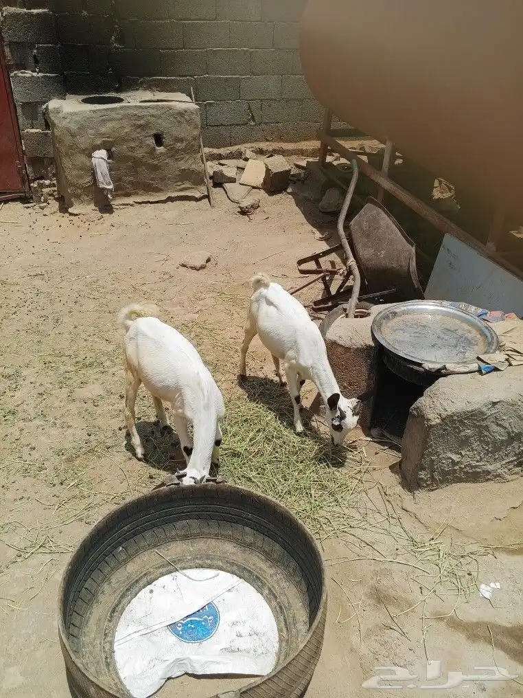 تويوتا 1