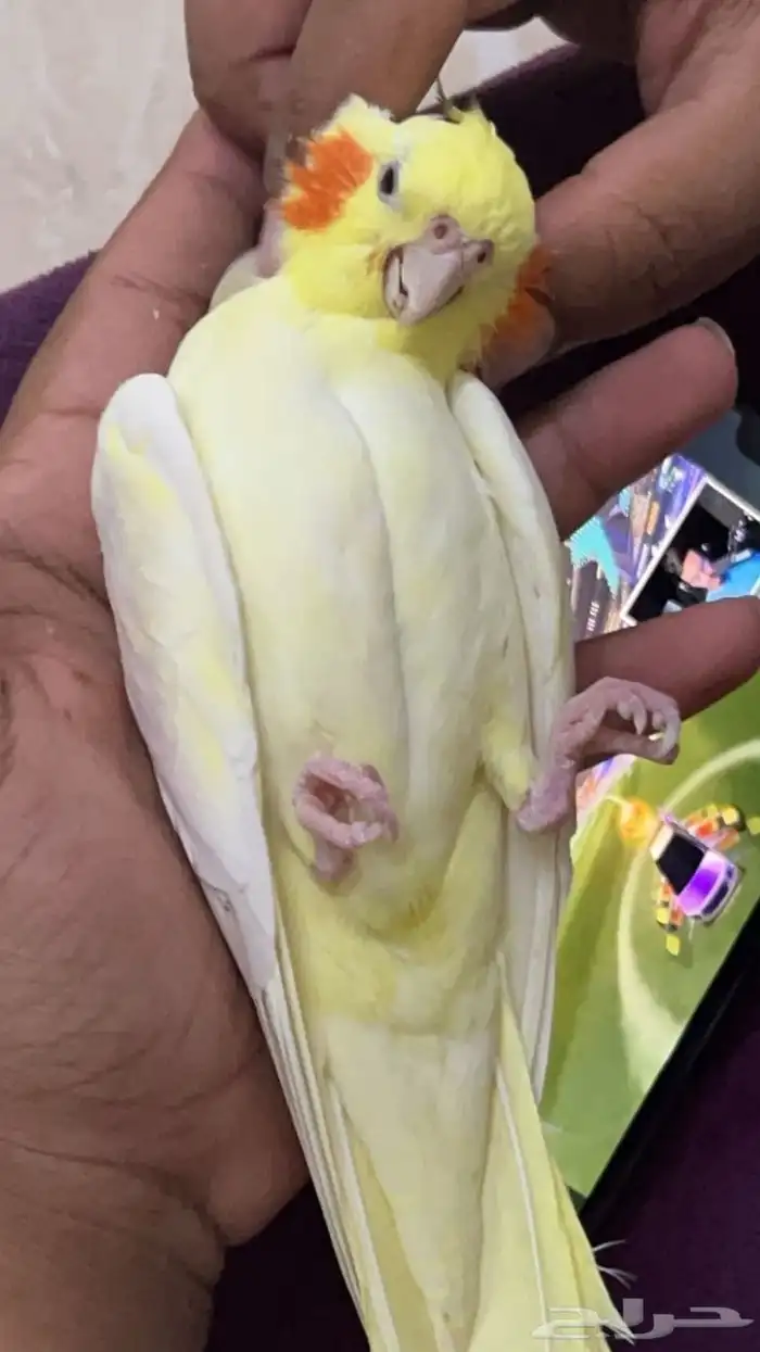 ---   للبيع طير كروان أنثى جاهزة للتزاوج   النوع  كروان ( 0