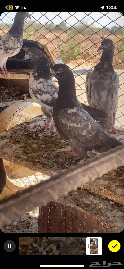 حمام باكستاني مطيار 3