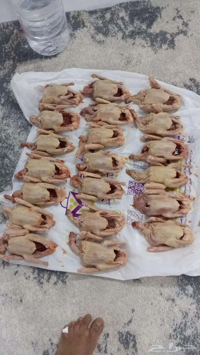 زغالليل حمام فرنسي 0