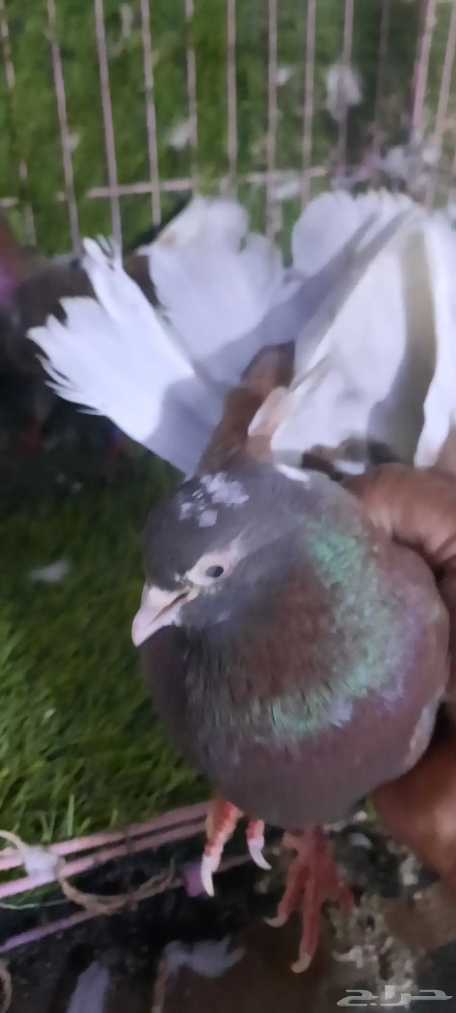 حمام قطيفي 1