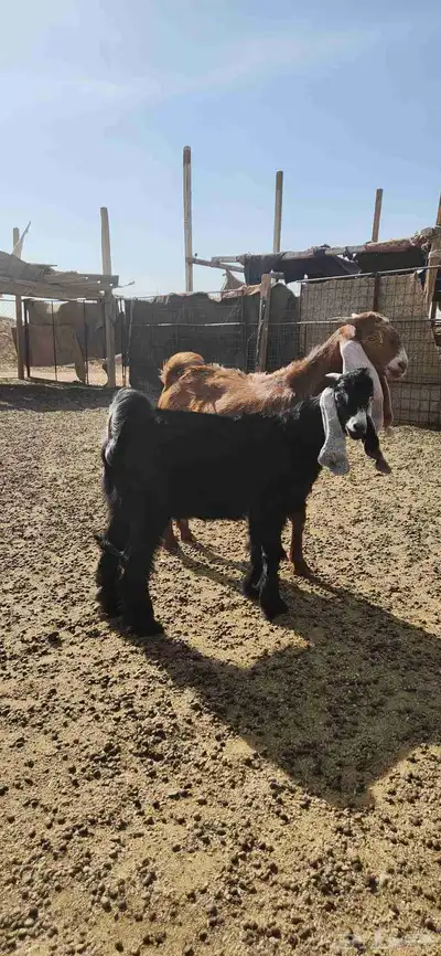 تيوس للبيع 2