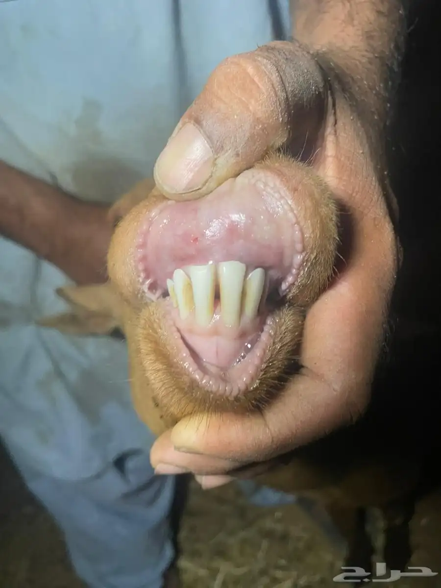 تيس جنوبي 1