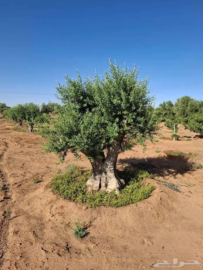 لليبع زيتون معمر بسعر طيب لتواصل 2