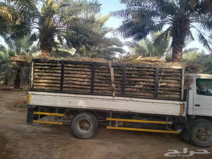سعف نخل جديد أخضر للعرايش والمظلات 0