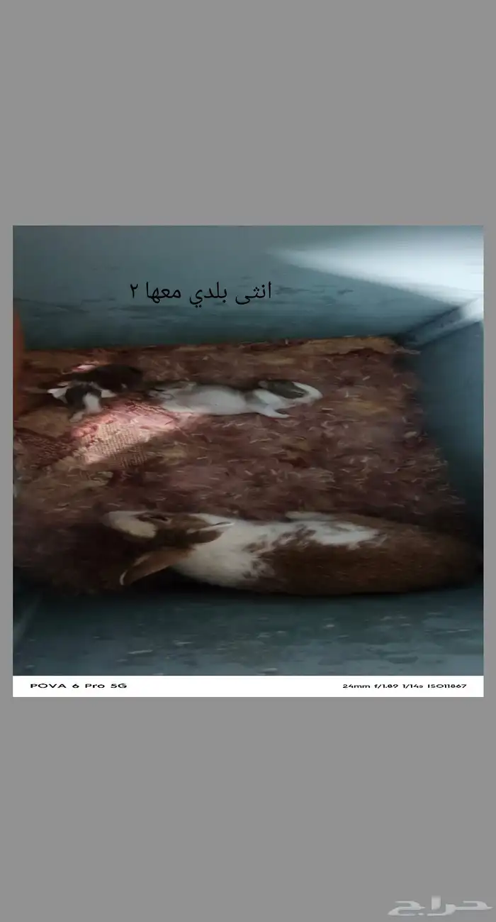 ارانب للبيع 5