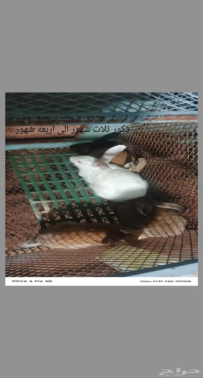 ارانب للبيع 9