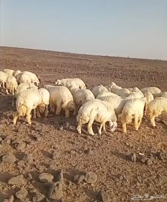 ذبايح حري سواكني تيوس مسلخ بالموقع شاهد التقييمات 1
