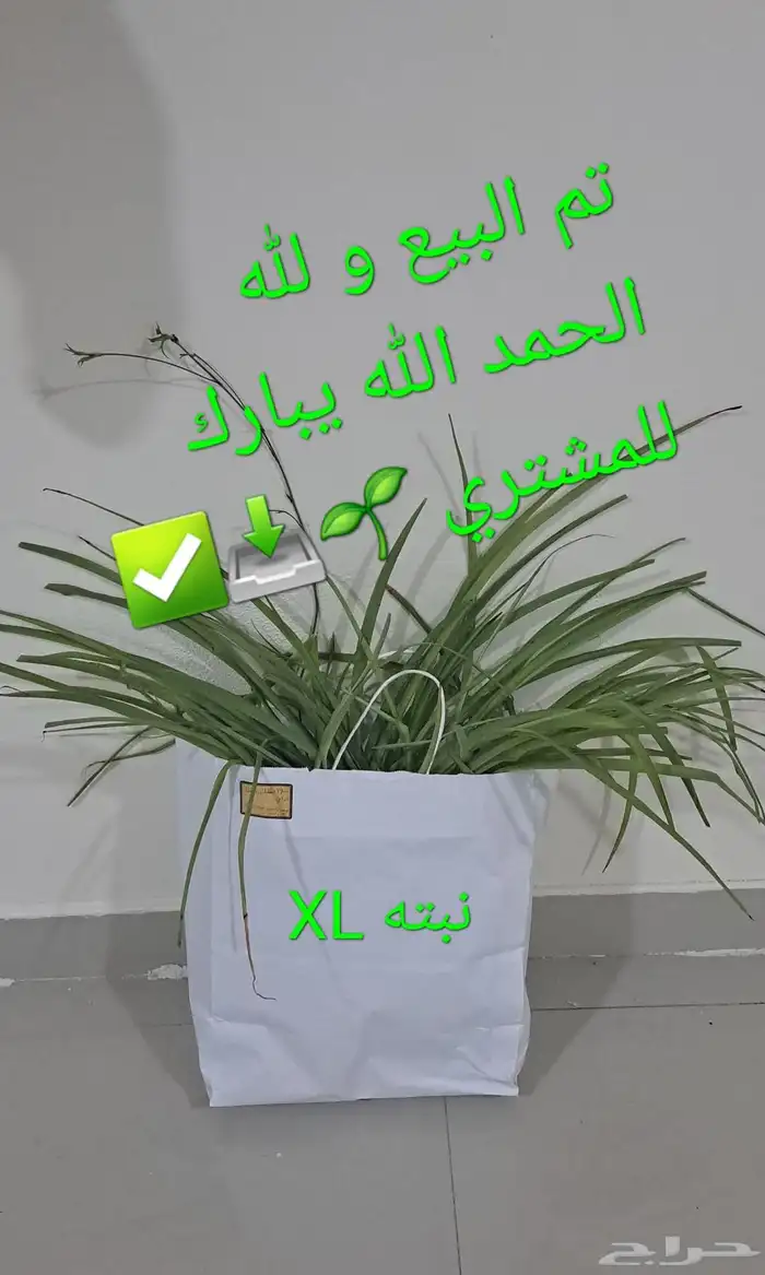 نبتة داخلية عنكبوت (سبايدر ) تم البيع XL 1