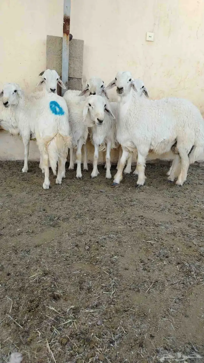 اضاحي حريات فاخره وجبره 1