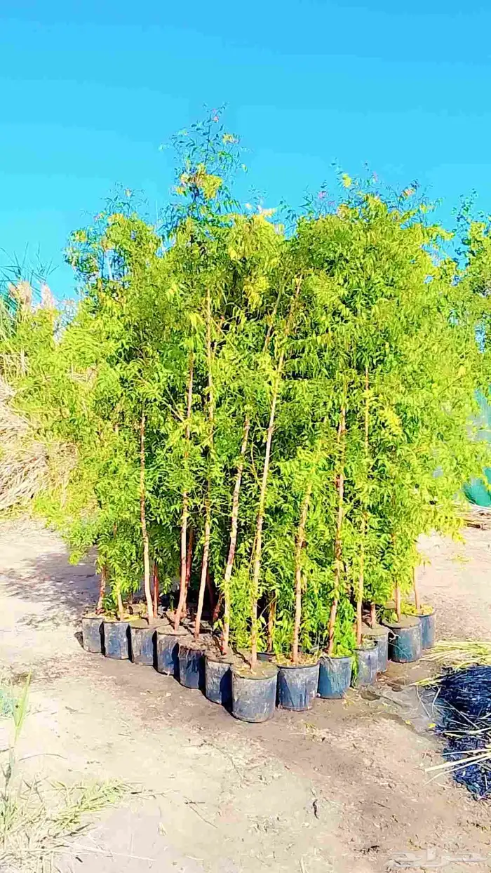 بيع وتوزيع اشجار 2