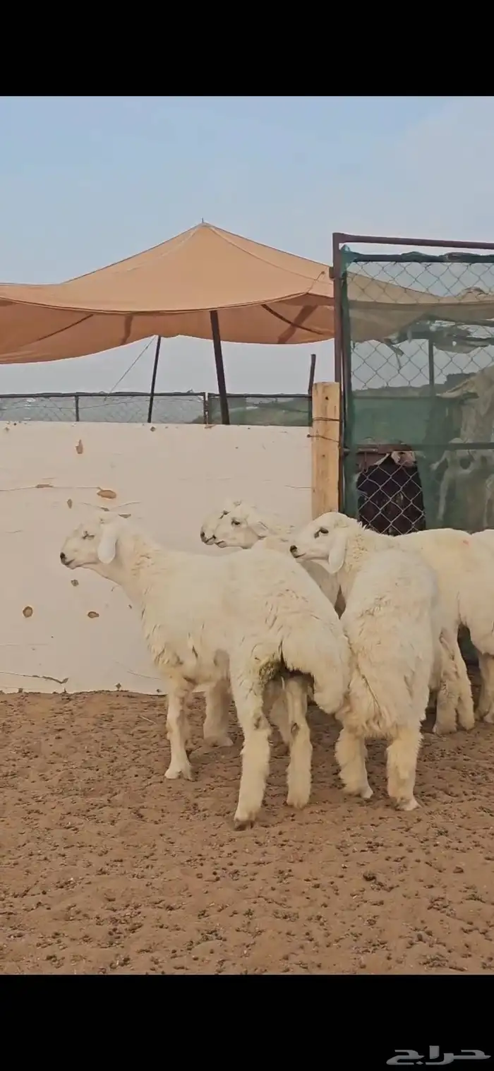 خرفان فل الفل 1