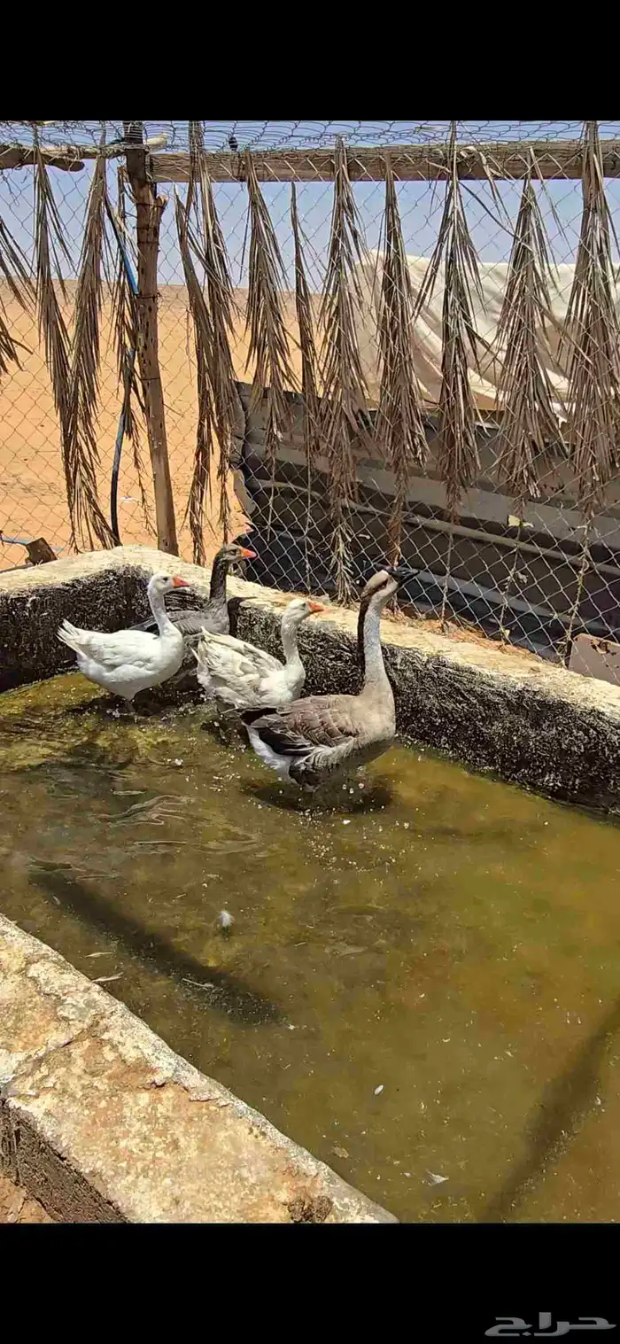 للبيع وز 6