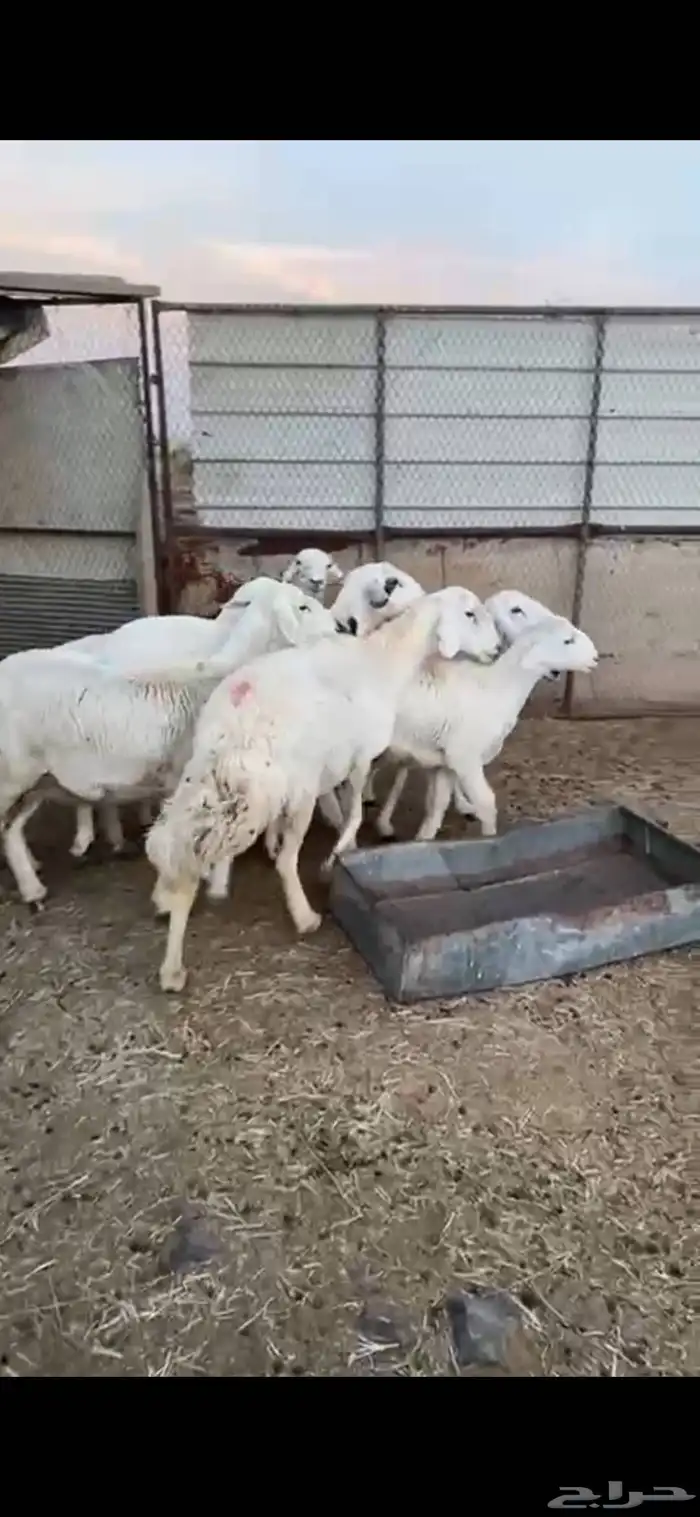 ضان حيل طيبه 1