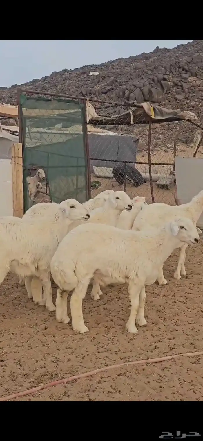 خرفان فل الفل 2