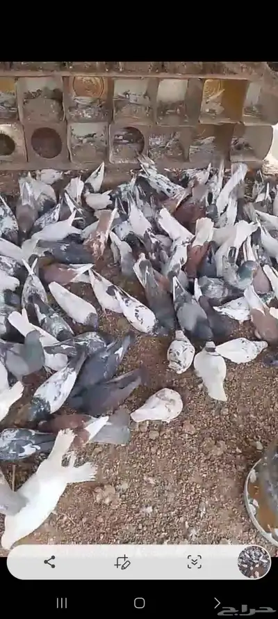حمام مشكل وفيها طيور فواخر 0
