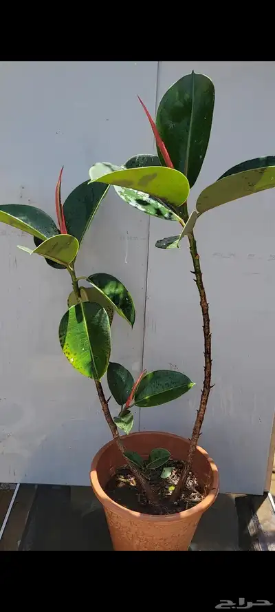 نباتات داخليه 4