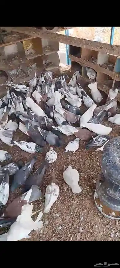 حمام مشكل وفيها طيور فواخر 1