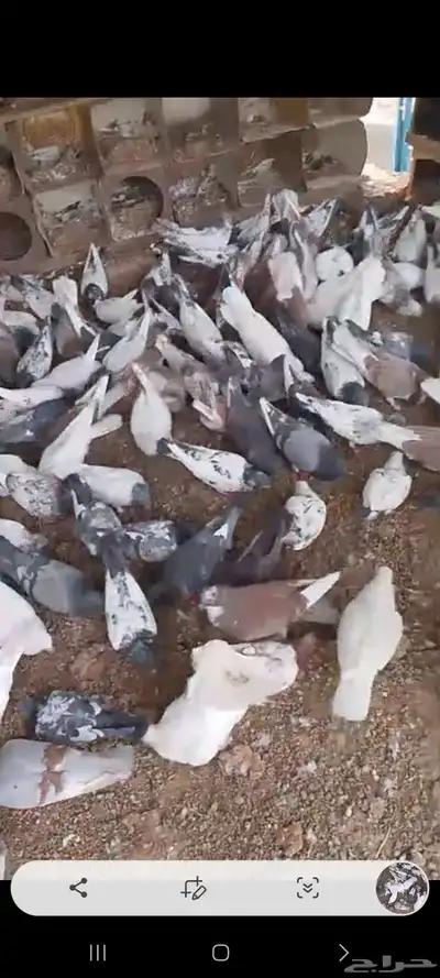 حمام مشكل وفيها طيور فواخر 2