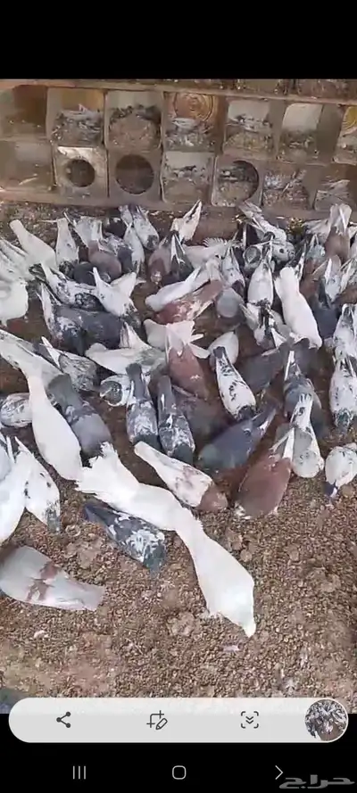 حمام مشكل وفيها طيور فواخر 5