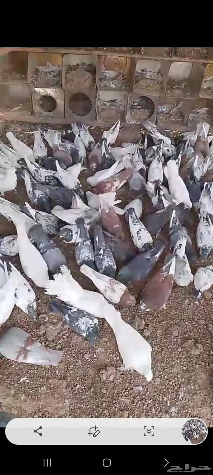 حمام مشكل وفيها طيور فواخر 5