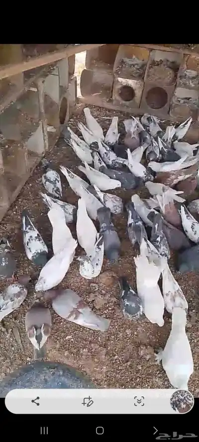 حمام مشكل وفيها طيور فواخر 4