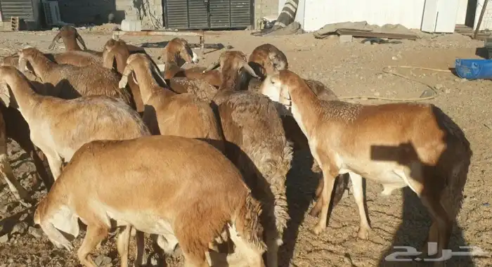 ذبايح حري سواكني تيوس يوجد خدمة الذبح والتقطيع والتوصيل 3
