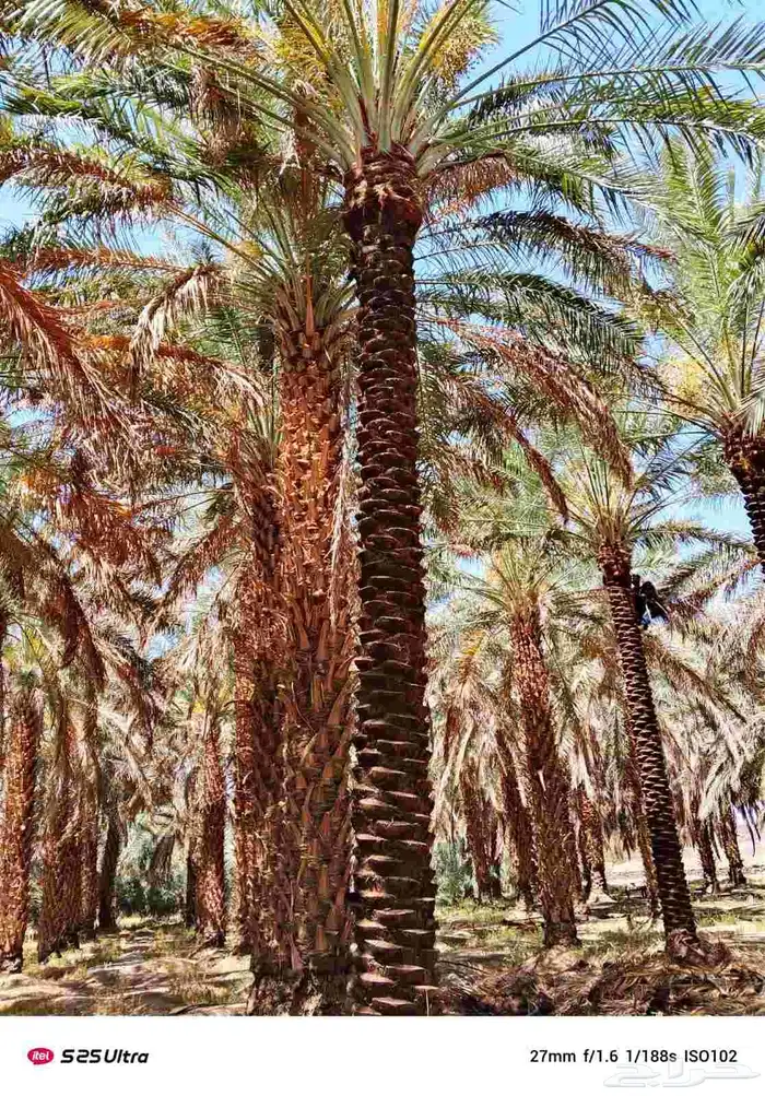 نخل طويل منوع 3