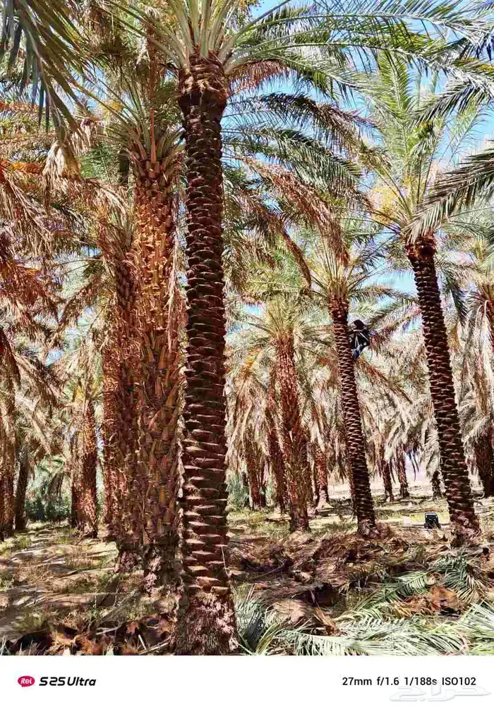 نخل طويل منوع 1