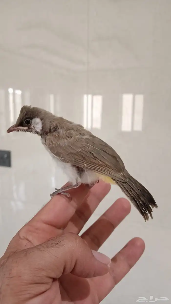 بلبول نهاية غر 3