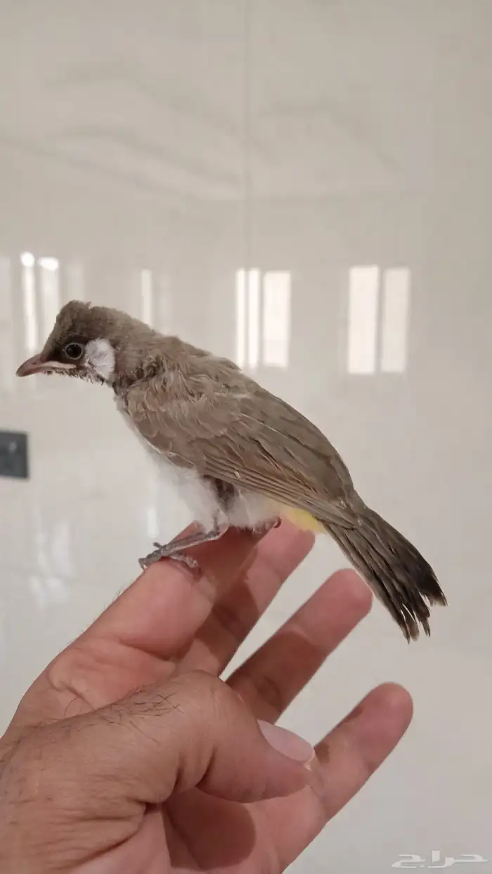 بلبول نهاية غر 2